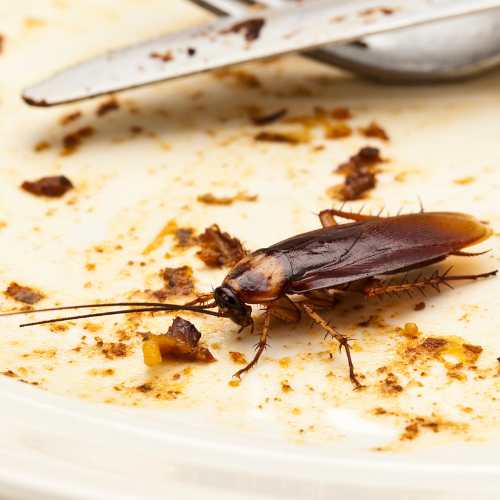 Cockroach Image